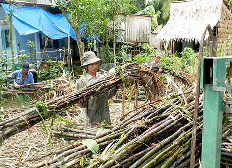 Hậu Giang có nguy cơ “đói” mía nguyên liệu