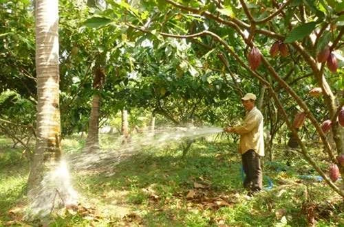 Trồng ca cao xen dừa, điều mang lại hiệu quả kinh tế cao