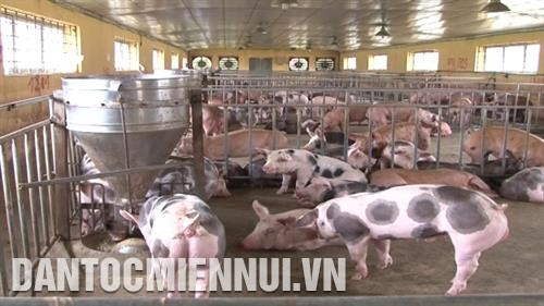 Dự án Việt - Bỉ giúp nâng cao năng lực nghiên cứu trong di truyền giống vật nuôi
