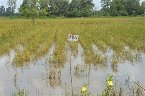 Nuôi cá trên ruộng thay lúa thu đông