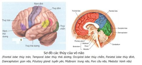Bệnh mất trí nhớ có sự khác biệt theo giới