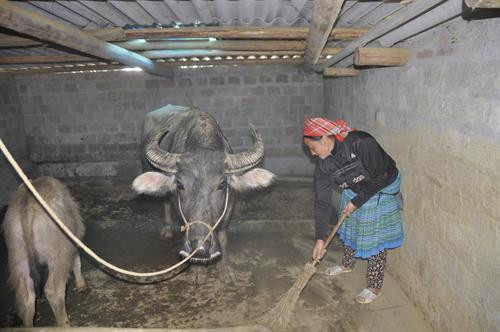 Chuẩn bị cho gia súc trước mùa rét