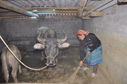 Chuẩn bị cho gia súc trước mùa rét