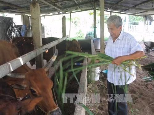 Cựu chiến binh Võ Văn Chuột chuyển đổi cây trồng vật nuôi