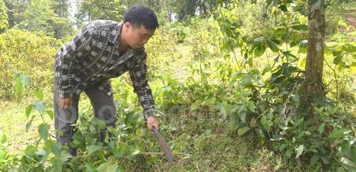 Ứng dụng khoa học để cây hồi phát triển bền vững
