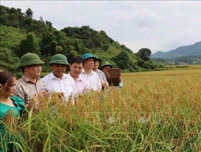 Cấp chứng nhận nhãn hiệu “Nếp Mường Và – Sốp Cộp”