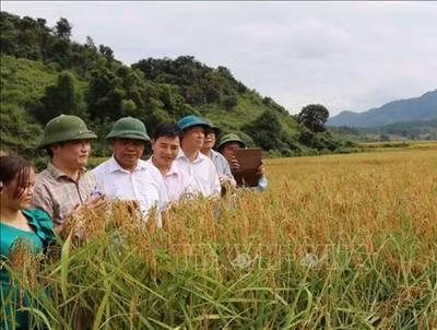 Cấp chứng nhận nhãn hiệu “Nếp Mường Và – Sốp Cộp”