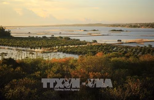Thừa Thiên Huế đẩy mạnh trồng rừng ven biển và vùng đầm phá