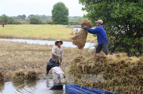 Bến Tre phát triển lúa hữu cơ trên vùng biển mặn