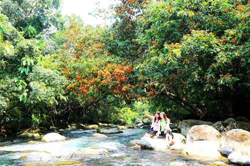 Sắc màu hoa vàng anh