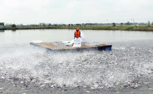 Trị bệnh cụt vây, cụt đuôi cá ba sa nuôi trong bè