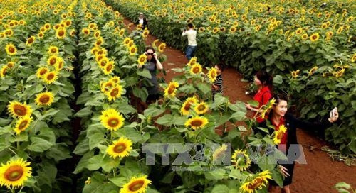 Cánh đồng hoa hướng dương ở Nghĩa Đàn (Nghệ An)