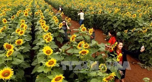 Cánh đồng hoa hướng dương ở Nghĩa Đàn (Nghệ An)