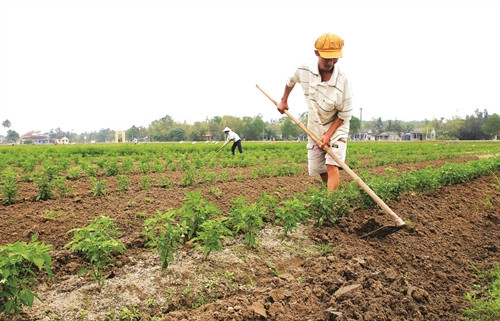 Trông màu ứng phó với hạn, mặn