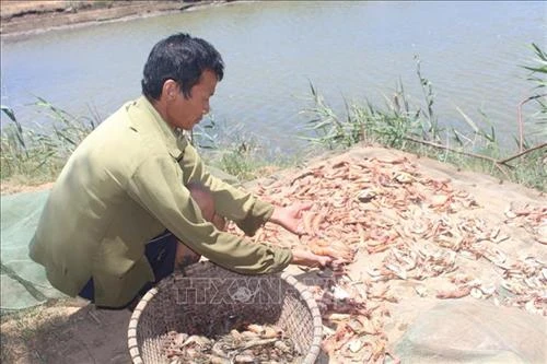 Phòng trị tôm bị rụng râu, phồng đuôi, đốm đen, đốm nâu