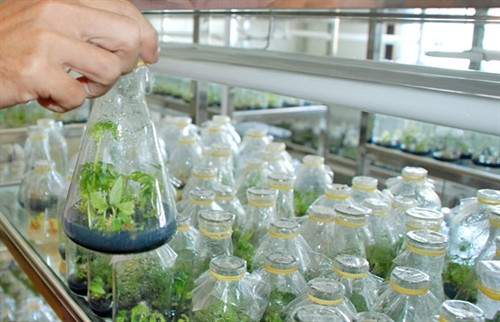 Đẩy mạnh ứng dụng khoa học công nghệ vào sản xuất nông nghiệp (Bài 2)