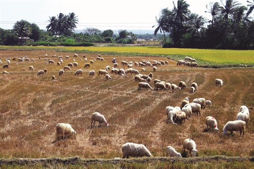 Xuân mới đang về với đồng bào Ninh Thuận