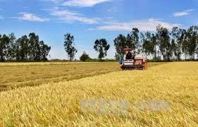 Sản lượng lúa Hè Thu đạt 11,5 triệu tấn