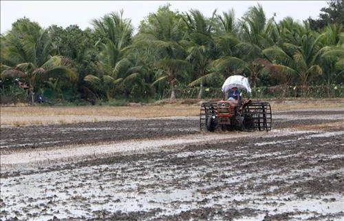 Cà Mau khuyến cáo nông dân chọn giống phù hợp vụ lúa Hè Thu