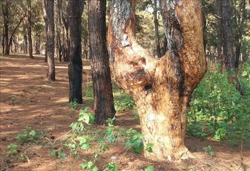 Rừng thông liên tiếp bị “bức tử” trên địa bàn tỉnh Gia Lai