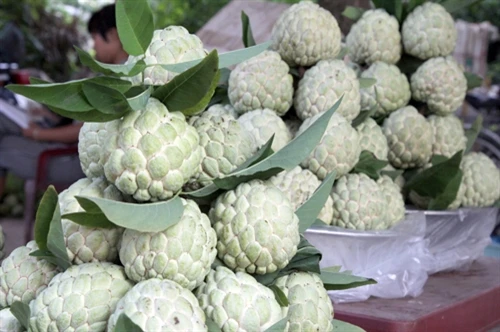 Làm giàu từ na dai