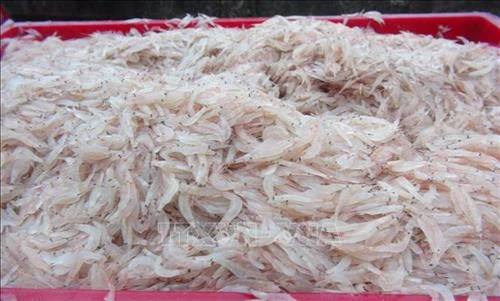 Ngư dân Quảng Trị thu nhập cao từ khai thác ruốc biển và cá trích