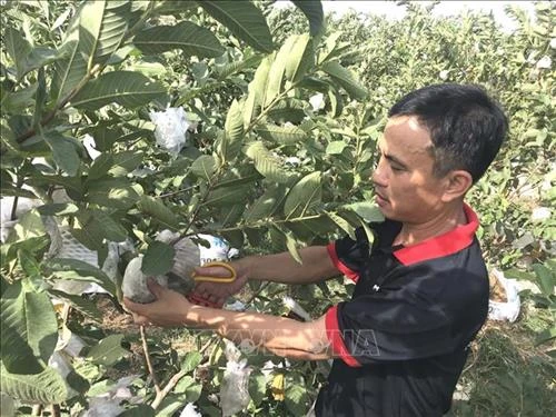 Quảng Trị hướng nông dân chuyển đổi cây trồng ở nơi thiếu nước