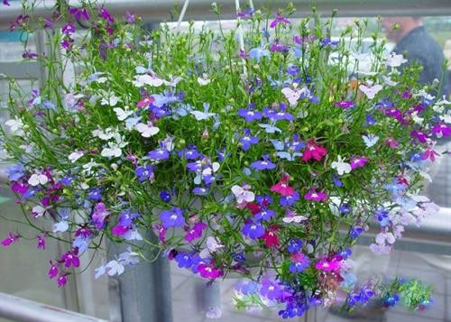 Kỹ thuật trồng cây hoa Thúy điệp chậu treo 