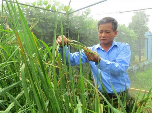 Nông dân Đồng Tháp với đam mê sáng tạo lúa giống đặc sản