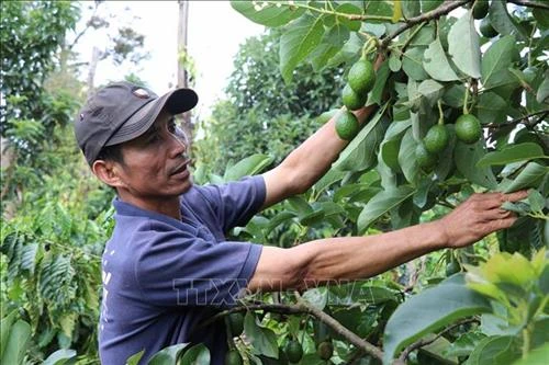 Gia Lai đề nghị được chuyển đổi diện tích cao su kém hiệu quả sang trồng các loại cây khác