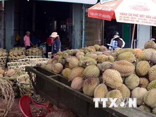 Trồng sầu riêng VietGAP thu tiền tỷ mỗi năm