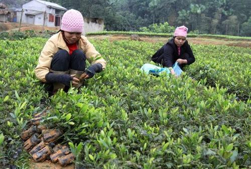 Phú Thọ phát triển kinh tế đồi rừng là ngành chủ lực