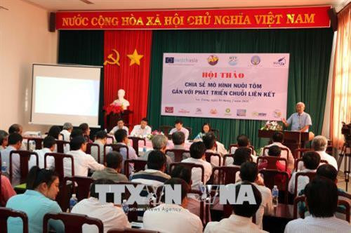 Sóc Trăng chia sẻ mô hình nuôi tôm gắn với phát triển chuỗi liên kết