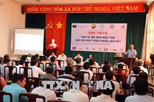 Sóc Trăng chia sẻ mô hình nuôi tôm gắn với phát triển chuỗi liên kết