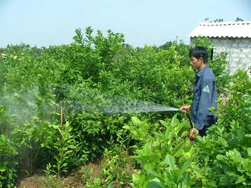 Hiệu quả từ mô hình trồng chanh tứ quý tại Hưng Yên