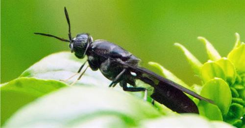 Loài ruồi - "chìa khóa" xử lý thực phẩm thừa