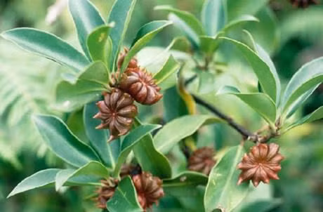 Kỹ thuật trồng cây hồi Lạng Sơn