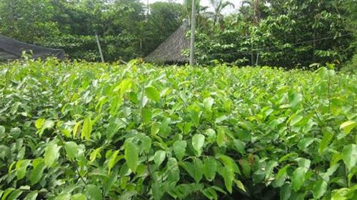 Kỹ thuật chăm sóc cây gỗ sao