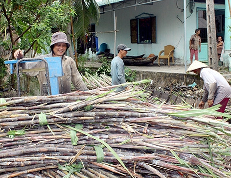 Hậu Giang: Nhộn nhịp vùng mía