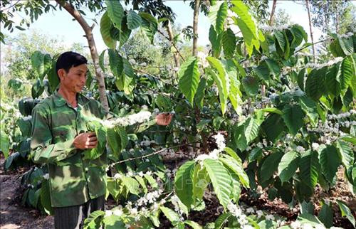 Kon Tum: Người dân hiến hàng nghìn mét vuông đất để xây cầu