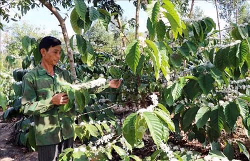 Kon Tum: Người dân hiến hàng nghìn mét vuông đất để xây cầu