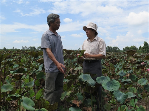Luân canh cây sen mang lại hiệu quả kinh tế cao