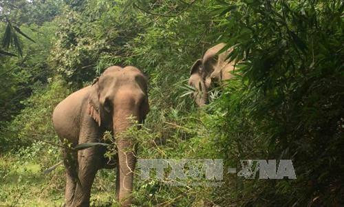 Phát hiện voi rừng chết trong rừng Đắk Wil