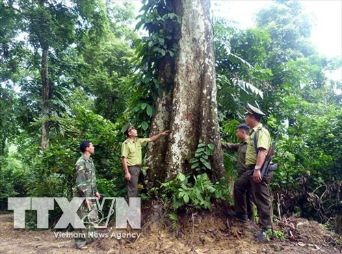 Kinh nghiệm trong công tác quản lý, bảo vệ rừng ở Tuyên Quang