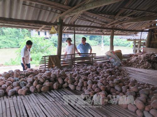 Nông dân Thái Nguyên lao đao vì bí đỏ mất giá