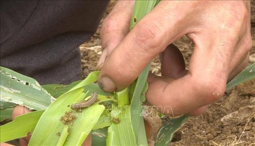 Sâu lạ gây hại hàng trăm ha ngô tại Mộc Châu