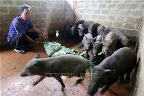 Động lực giúp người dân vùng cao tỉnh Yên Bái thoát nghèo