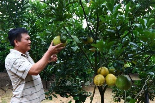 Hòa Bình chuyển đổi trên 2.000 ha đất lúa kém hiệu quả