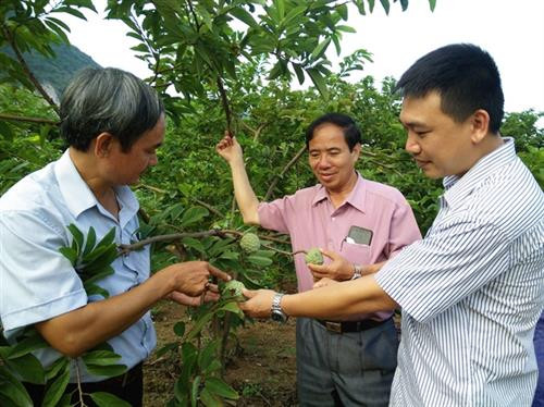 Thái Bình liên kết sản xuất, phát triển nông sản sạch