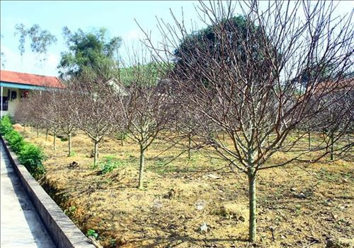Làng trồng đào Kim Thành phấn khởi được mùa đào Tết